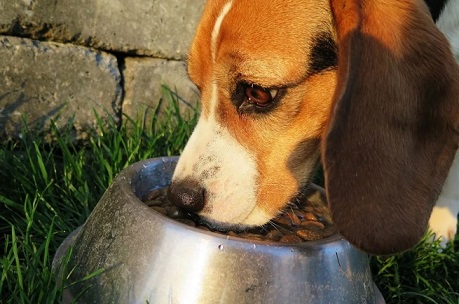 how much garlic is bad for a dog