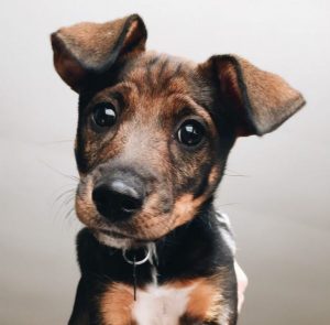 jack russell doxie mix