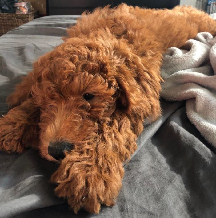 Red-goldendoodle