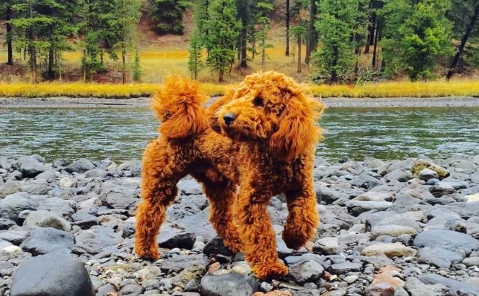 Red goldendoodle