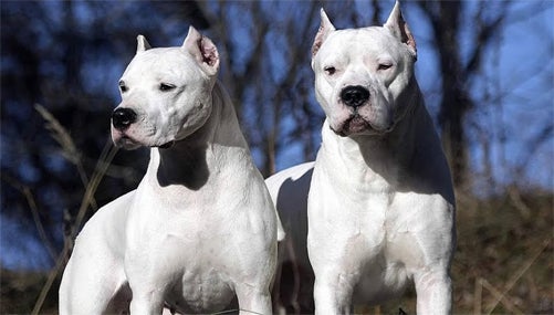 Dogo argentino