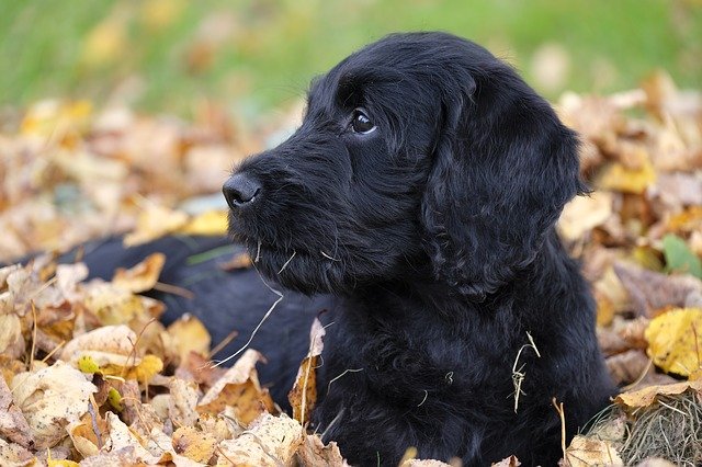 labradoodle