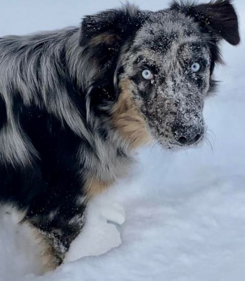 Aussie Husky