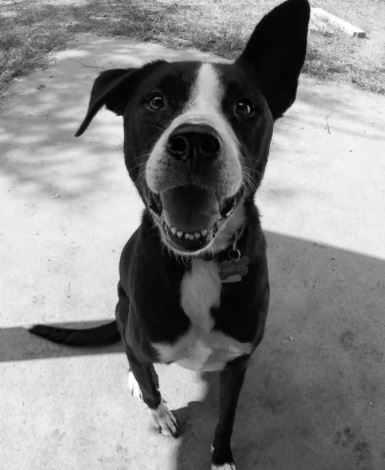 Border Collie Pit
