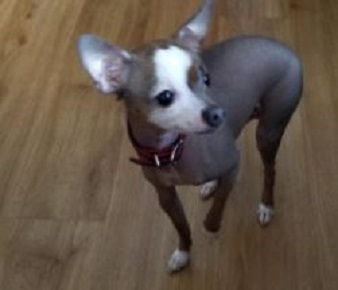 Chinese Crested Chihuahua Mix