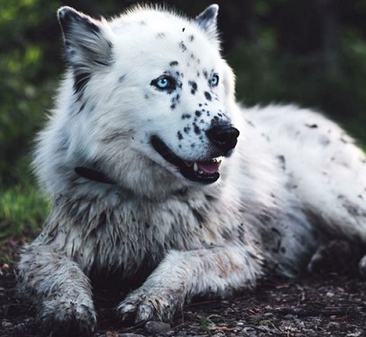 Dalmatian Husky mix