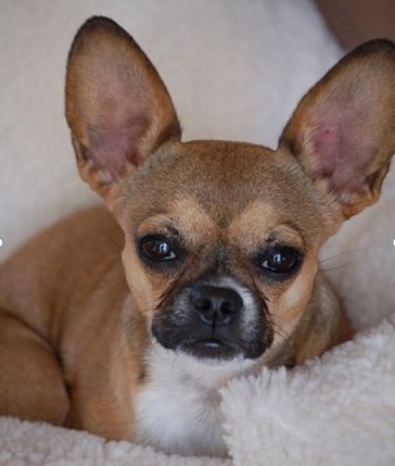 French Bulldog Chihuahua Mix