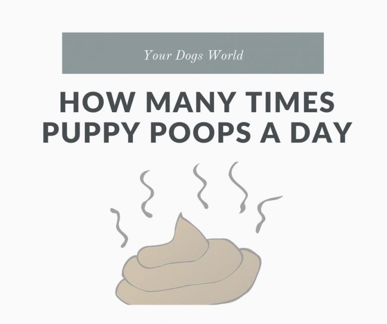 how-many-times-a-day-do-puppies-poop-explained-your-dogs-world