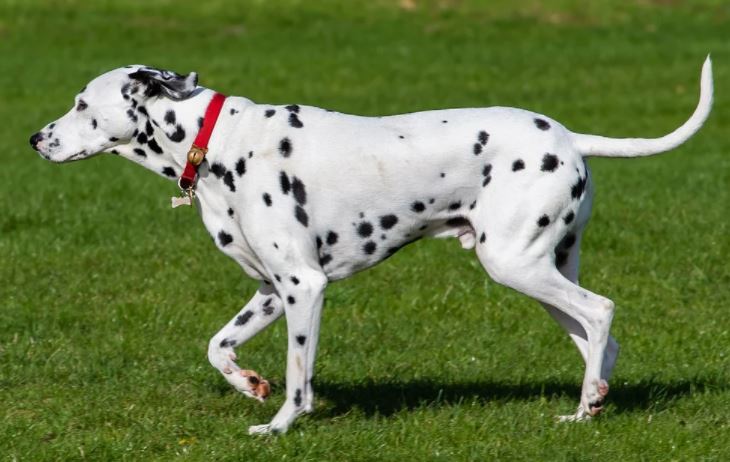 How much Dalmatian cost