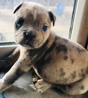 Lilac English Bulldog