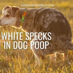 White Specks in Dog Poop - What you should know? - Your Dogs World