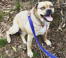 husky pug mix