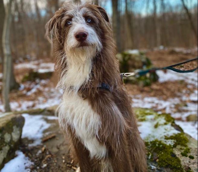 wolf poodle mix puppies - Puppy And Pets