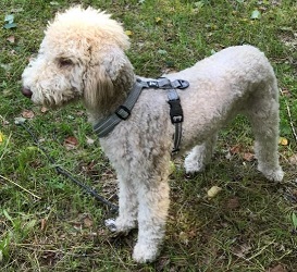 Bedlington Terrier