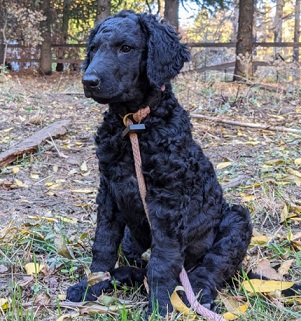 Curly-Coated Retriever