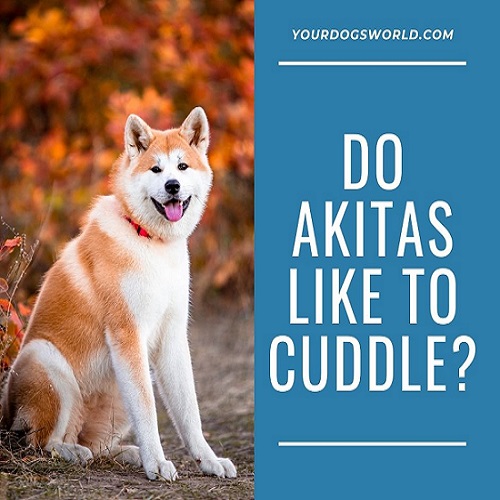 Do Akitas Like to Cuddle