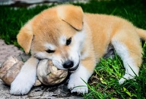 Do Akitas Shed? Tips to Manage - Your Dogs World