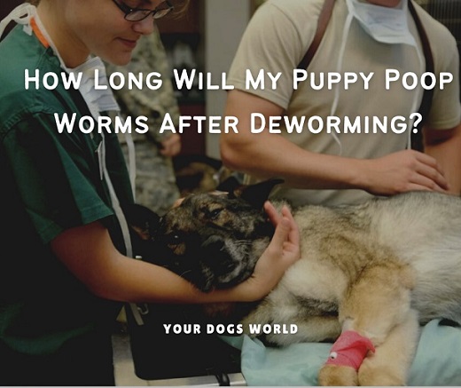 How Long Will My Puppy Poop Worms After Deworming