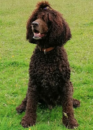 Irish Water Spaniel