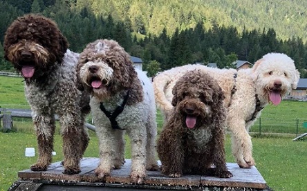 Lagotto Romagnolo