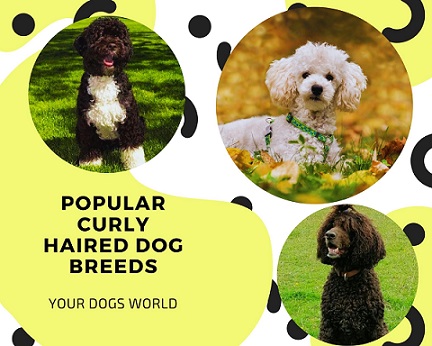 Popular Curly Haired Dog Breeds