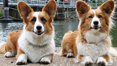 fluffy corgis