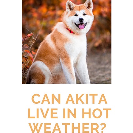 Can Akita Live in Hot Weather