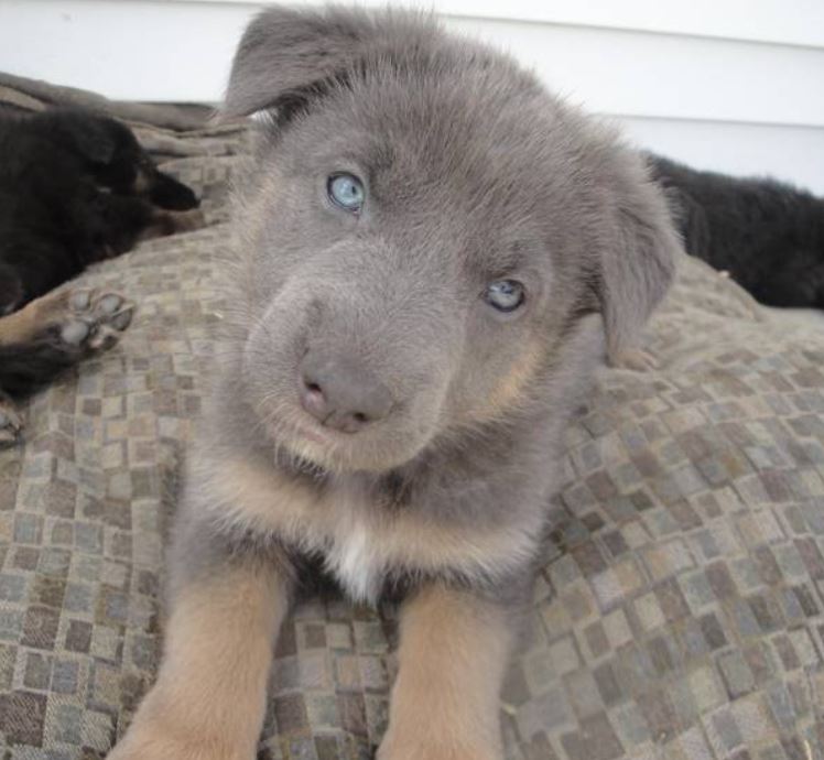 Can German Shepherds Have Blue Eyes? - Your Dogs World