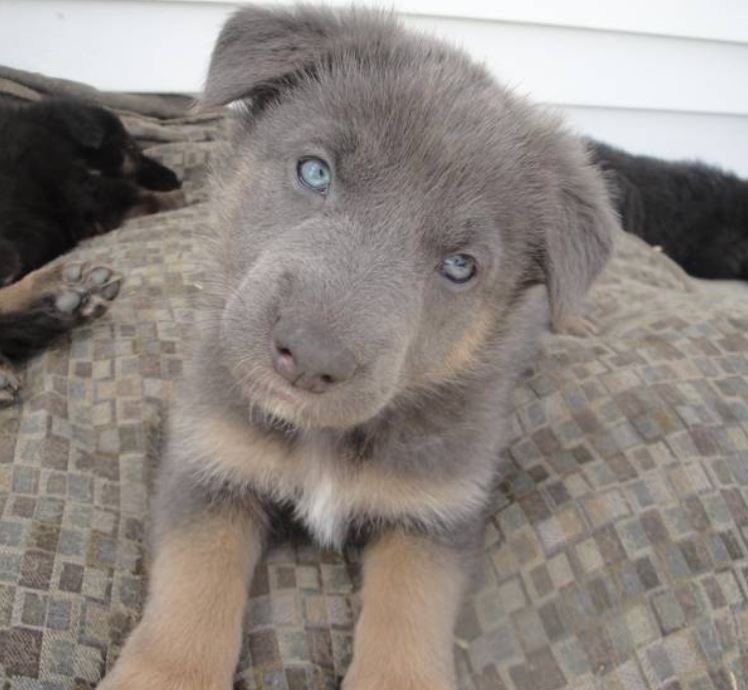 German Shepherds Blue Eyes 2