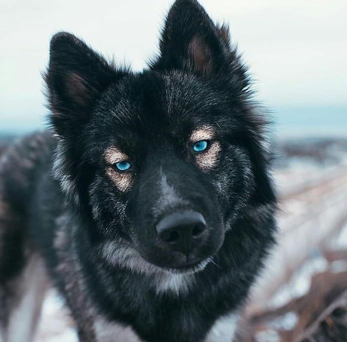 German Shepherds Blue Eyes 2