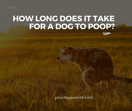 How Long Does It Take For A Dog to Poop