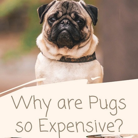 Why Pugs Are So Expensive