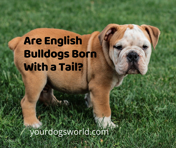 Are English Bulldogs Born With a Tail
