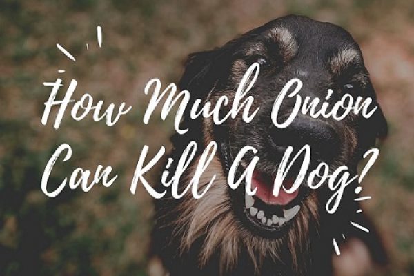 will onions kill a dog