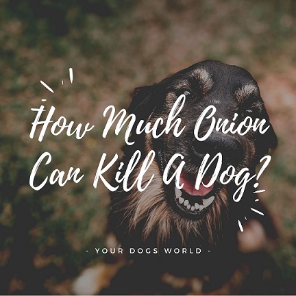 How Much Onion Can Kill A Dog? - Your Dogs World