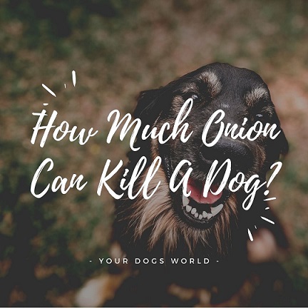 how much onion does it take to hurt a dog