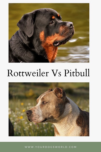 Rottweiler vs Pitbull 