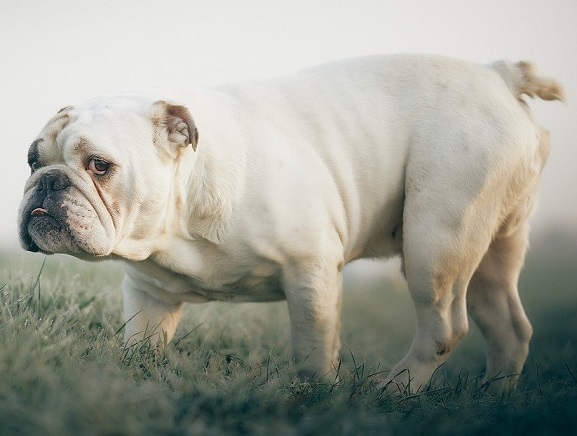 bulldog