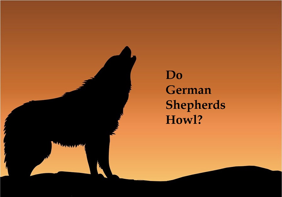 Do German Shepherds Howl?
