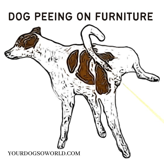 Dogs From Peeing on Furniture