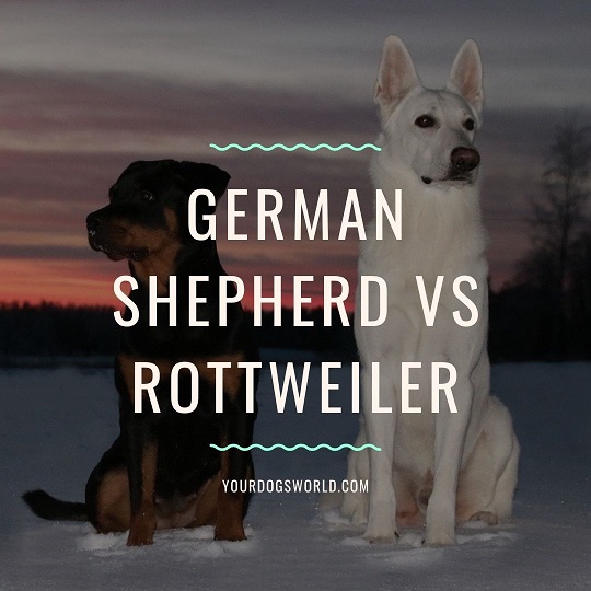 German Shepherd vs Rottweiler