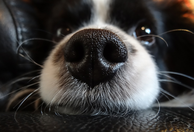 White Spots on a Dog’s Nose