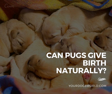 Can Pugs Give Birth Naturally