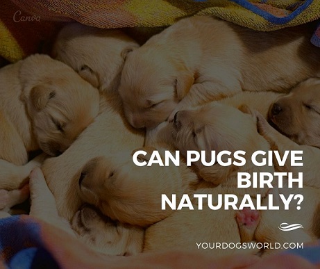 can pugs give birth naturally