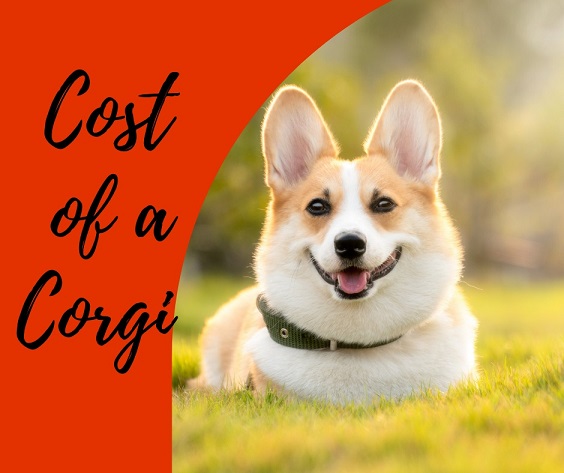 Cost of a corgi
