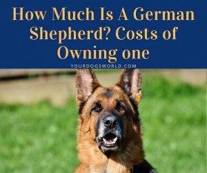 How Much Is A German Shepherd? Costs of Owning one
