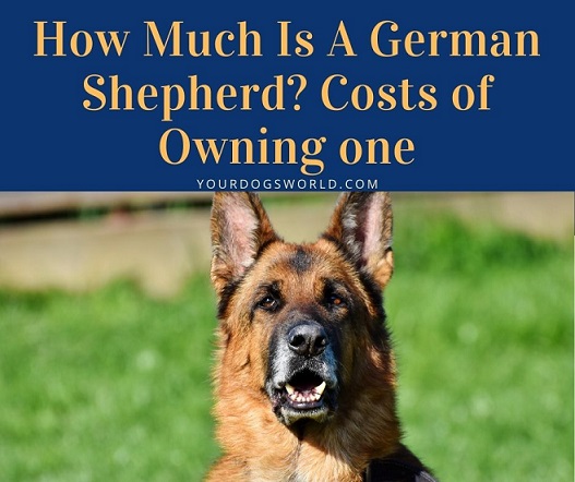 How Much Is A German Shepherd Costs of Owning one
