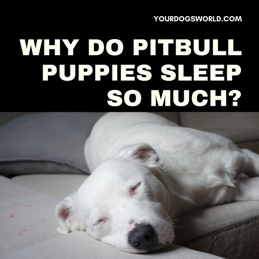 Why do Pitbull Puppies Sleep so much