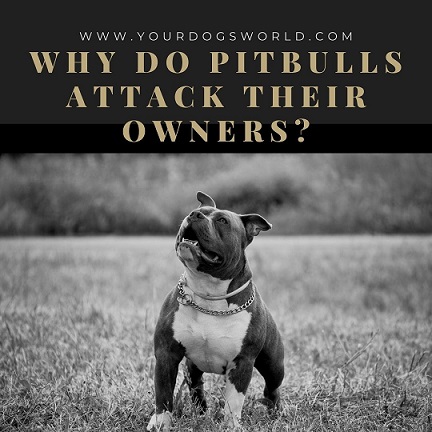 Why do Pitbulls Attack their Owners