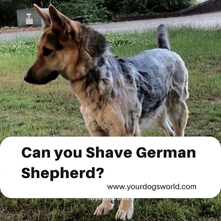 Shave German Shepherd
